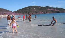 Video: Du khách giải cứu đàn cá heo mắc cạn ở bãi tắm