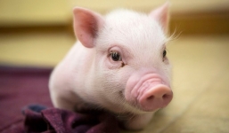 Nghiên cứu khoa học: Lợn là loài có trí thông minh 'siêu đẳng'