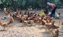 Đề xuất “cởi trói” 14 loại phí, lệ phí cho con gà