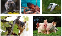 10 loài động vật thông minh nhất hành tinh