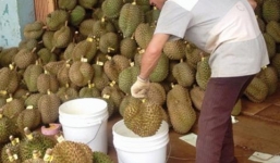 Thương lái ồ ạt mua sầu riêng non giá “chát” để làm gì?