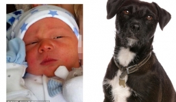 Bé sơ sinh 3 tuần bị chó cưng cắn chết