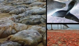 Điểm lại những 'quái vật' biển 'lên cạn' gây xôn xao vừa qua