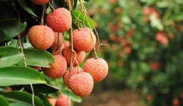 Xuất khẩu gần 17 tấn vải thiều sang Úc