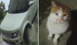 Xế hộp bạc tỷ bất ngờ lao xuống sông vì… tránh con mèo