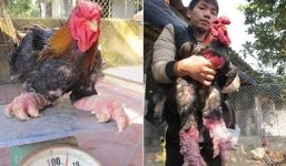 “Gà rồng” VN chục triệu/cặp khiến báo ngoại phát sốt