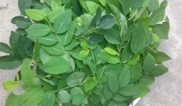 Những đối tượng không nên ăn rau ngót