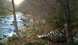 Video: Báo hoa mai nhảy múa quay cuồng trước camera