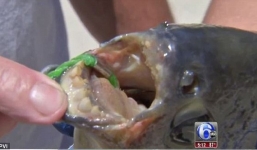 Video: Bắt được cá có hàm răng giống hệt răng người