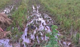 Thai phụ bị sét đánh nguy kịch