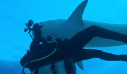 Nín thở với màn giằng co của nhiếp ảnh gia khi bị cá mập cướp máy ảnh