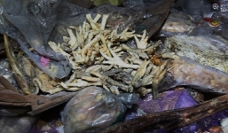 Ảnh: Kinh hoàng lô hàng 100.000 tấn thịt thối quá hạn 40 năm