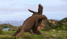 Trận chiến khốc liệt giữa hai con rồng Komodo khổng lồ