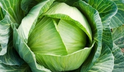 Bài thuốc dân gian từ bắp cải chữa bệnh khớp