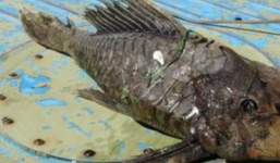 Bắt được cá đột biến đầu rùa vảy hóa thạch ở Nga