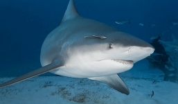 Bé trai 8 tuổi bị cá mập tấn công khi đi biển