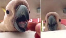 Clip con vẹt tự trọng nhất hành tinh khiến nhiều người suy nghĩ