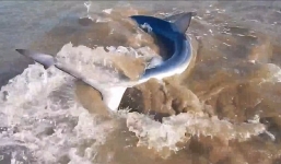 Người đàn ông liều mạng cầm đuôi cá mập xanh