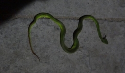 Rắn lục đuôi đỏ xuất hiện nhiều bất thường ở TP.Hồ Chí Minh