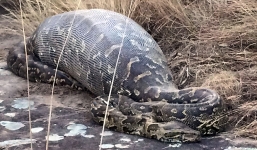 Video: Trăn khủng dài 4m chết nghẹn vì ăn thịt nhím