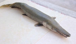 Ăn cá sấu hỏa tiễn, 16 người bị ngộ độc