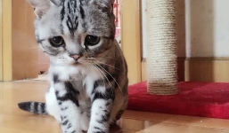 Video: Chú mèo buồn nhất thế giới khiến ai cũng phải động lòng