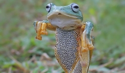 Thích thú với bức ảnh chụp con ếch bay tung cước như võ sư