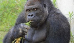 Video: Gặp chú khỉ đột đẹp trai khiến thiếu nữ Nhật phát cuồng