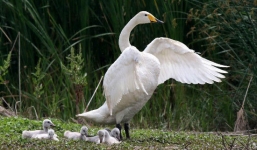 Gia đình thiên nga “dã ngoại” tình cảm ở công viên Trung Quốc