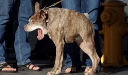 Video: Vương miện 'chú chó xấu xí nhất thế giới 2015' đã có chủ