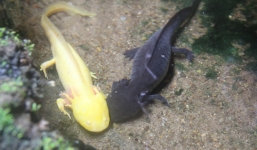 “Quái vật nước” 4 chân 6 sừng xuất hiện ở Lâm Đồng gây xôn xao