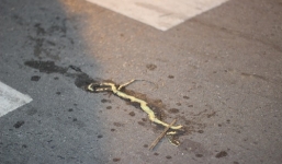 Sự thật người dân không giết rắn đuôi đỏ vì sợ báo thù?