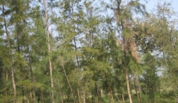 Giả làm đầu bếp, chở du khách đi mua hải sản rồi hiếp dâm