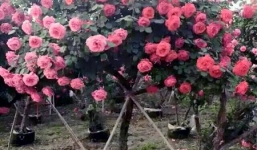 Đại gia chi 55 triệu mua cây hồng trăm bông tặng vợ yêu