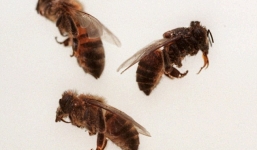 Cụ ông tử vong vì bị ong dữ đốt hơn 500 nốt