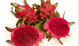 Thanh long và lợi ích đặc biệt đối với sức khỏe