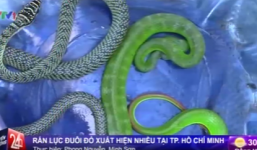 Video: Rắn lục đuôi đỏ bò vào nhà dân tại TP.HCM