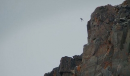 Video: Điều gì xảy ra khi ngỗng con nhảy từ vách đá cao 120m xuống vực?