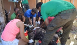 Video: Tinh tinh xổng chuồng, nổi điên, tấn công người