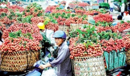 Thương lái Trung Quốc ngừng mua, vải thiều Lục Ngạn rớt giá thê thảm