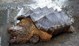 Cận cảnh 'thủy quái' rùa cá sấu cực kì quý hiếm