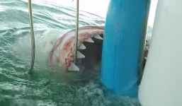 Video: Cá mập trắng điên cuồng tấn công thợ lặn trong lồng sắt