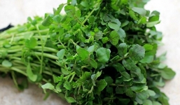 Cải xoong và công dụng chữa bệnh hiệu quả