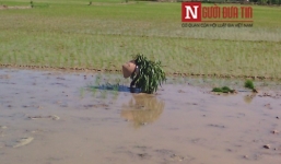 Giật mình bắt gặp người dân Hà thành đi cấy giờ chính Ngọ