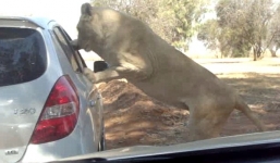 Sư tử bất ngờ tấn công du khách qua cửa sổ ô tô