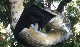 Video: Khoảnh khắc trăn khủng nuốt gọn dơi khổng lồ