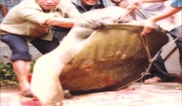 Nhóm thanh niên vật lộn suốt đêm tóm sống ba ba khổng lồ