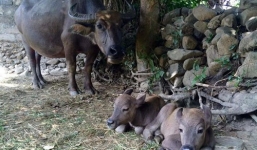 Đổ xô đi xem trâu mẹ sinh đôi ở Hà Tĩnh