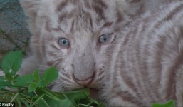 Cận cảnh 5 hổ con trắng cực kì quý hiếm