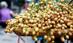 Quất hồng bì và tác dụng bất ngờ không phải ai cũng biết